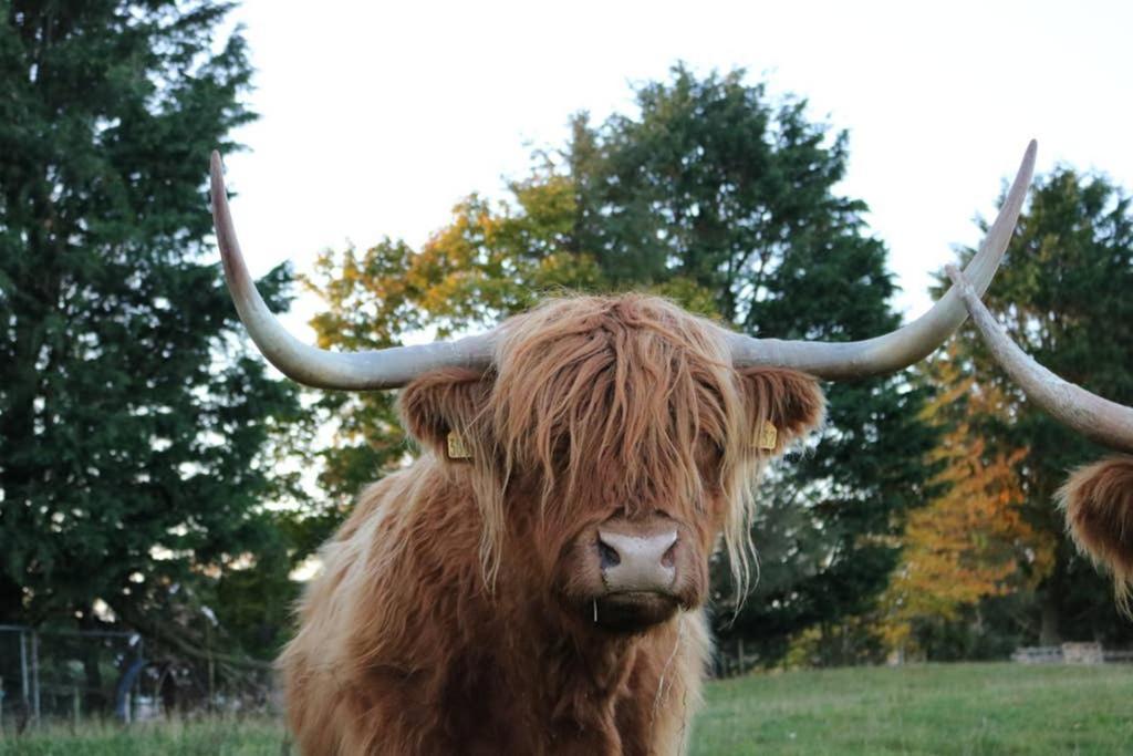 Glampods Glamping Pod - Meet Highland Cows And Sheep Elgin 빌라 외부 사진